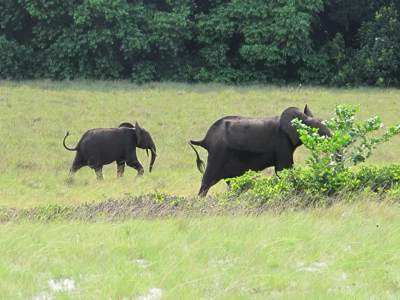 Why Gabon Holds the Bulk of Africa's Forest Elephants