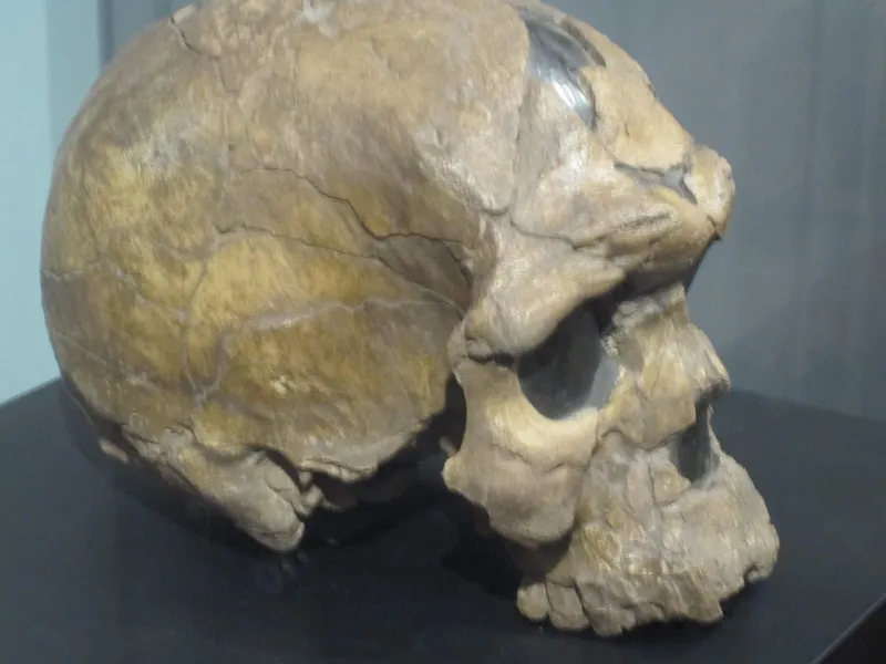The Herto Skulls: Once Called the Oldest Modern Humans, Now One of Several Contenders
