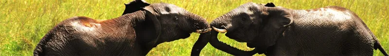 Kruger National Park: Roughly the Size of New Jersey, Built From Two Colonial-Era Reserves