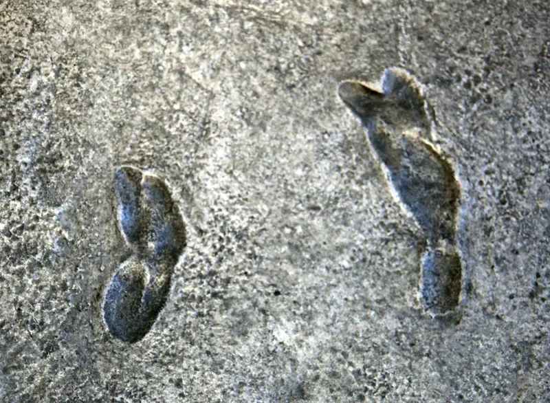 The Laetoli Footprints: 3.6 Million Years Old, Preserved by a Volcano