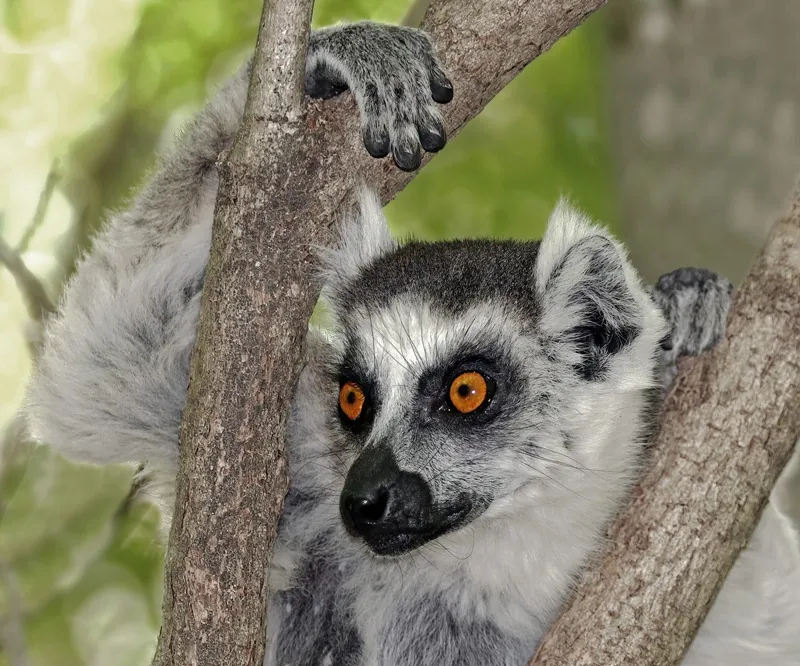 Madagascar's 1960 Independence and the World's Oldest Island
