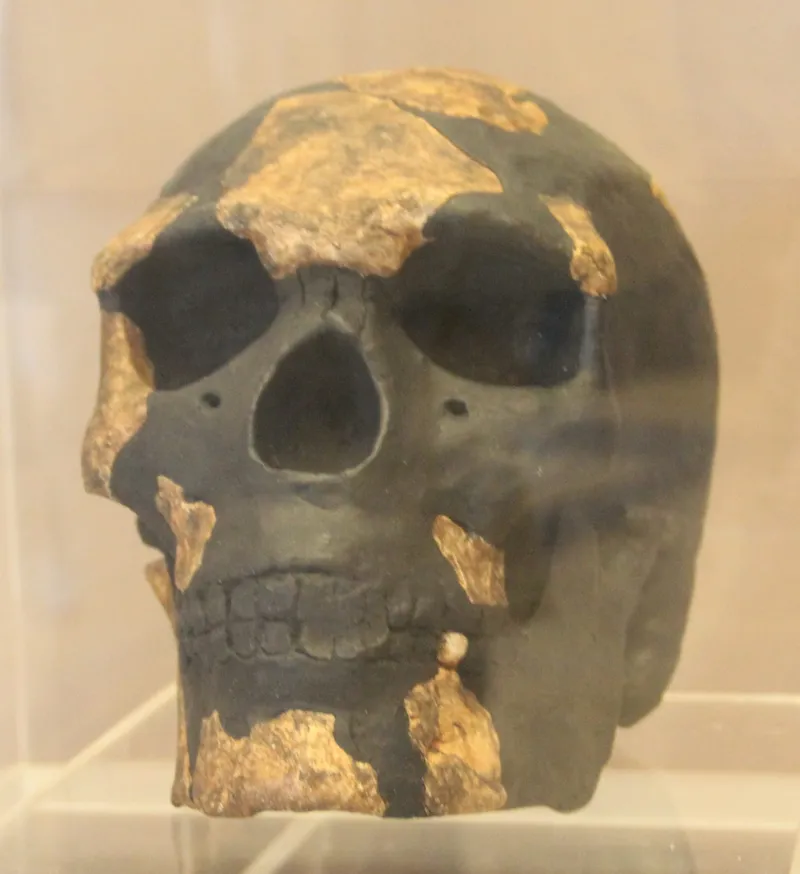 The Omo Fossils: Discovered in 1967, Still Getting Older